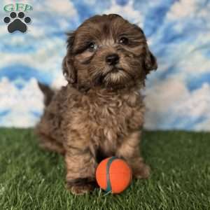 Chevy, Shih-Poo Puppy